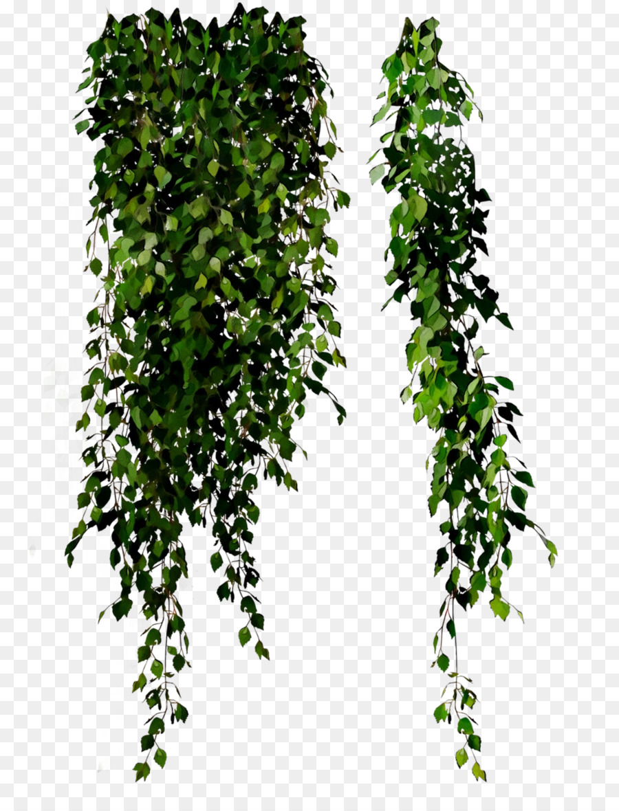 Plante Verte，Feuilles PNG