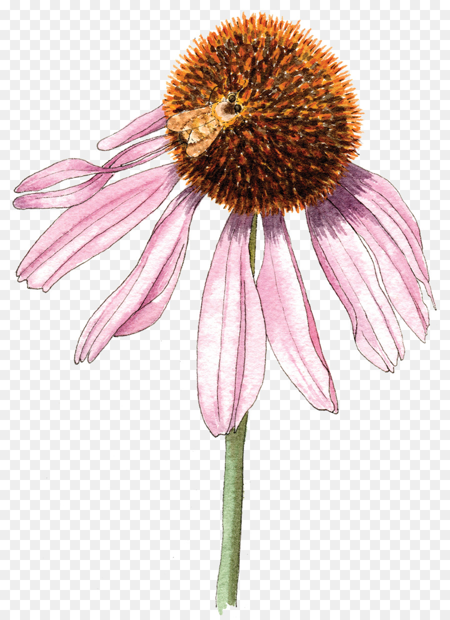 Fleur Rose，Tige PNG