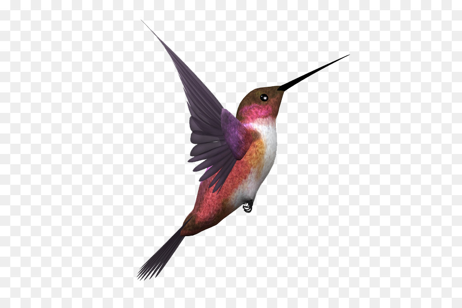 Colibri，Oiseau PNG