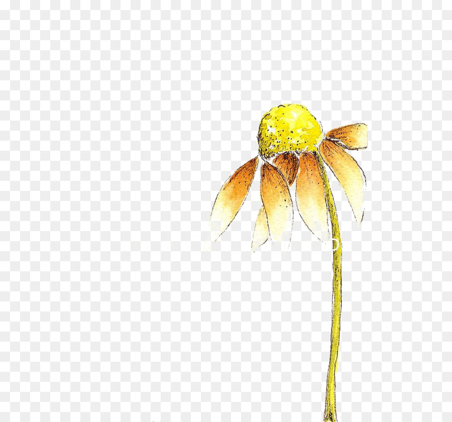 Pétale，Fleur PNG