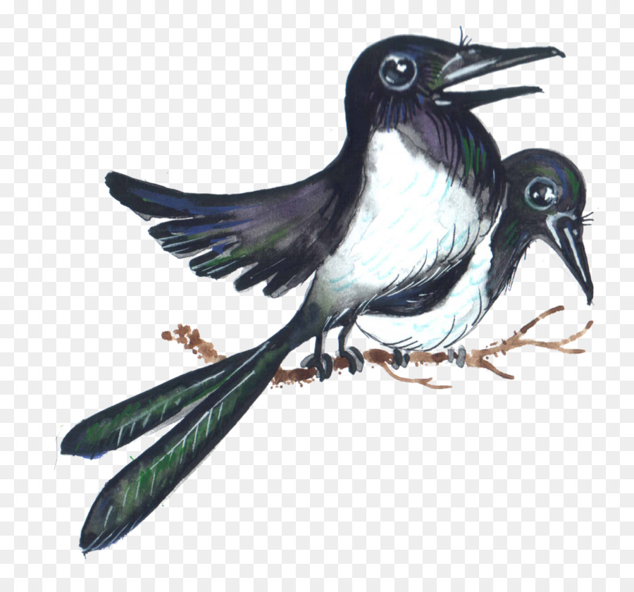 Eurasie Magpie，American Moineaux PNG