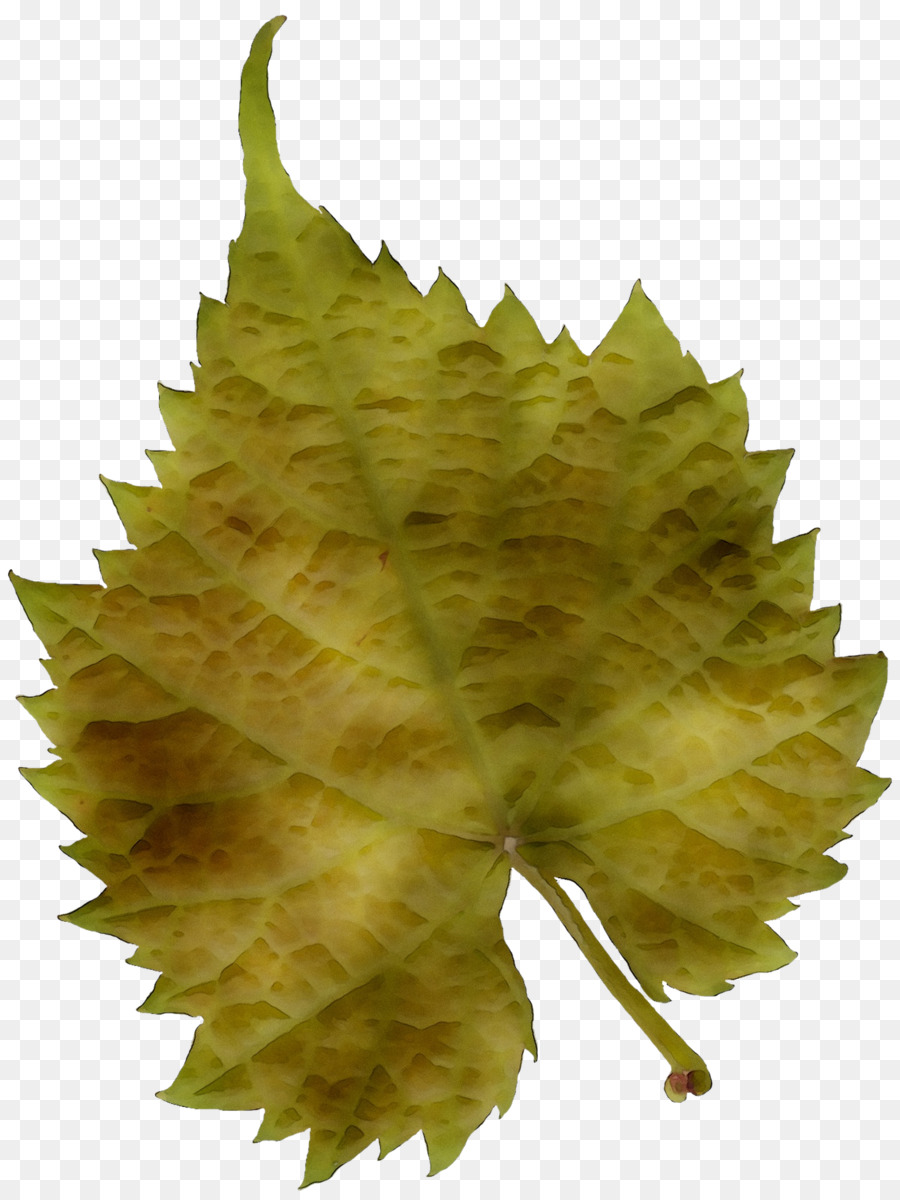 Feuille，Platanes PNG