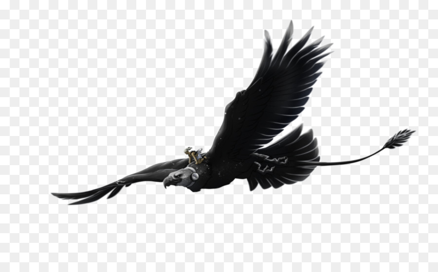 Condor，Oiseau PNG