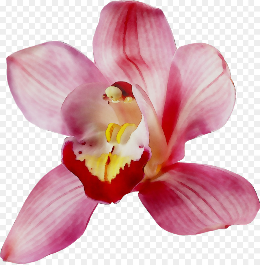 Orchidée Rose，Fleurir PNG