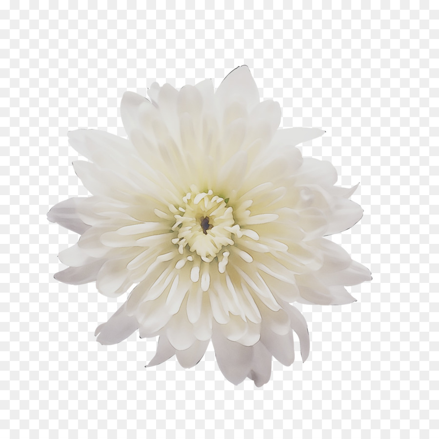 Fleurs Blanches，Fleurir PNG