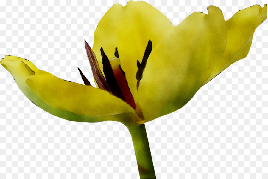 Tulipe，Tige Végétale PNG