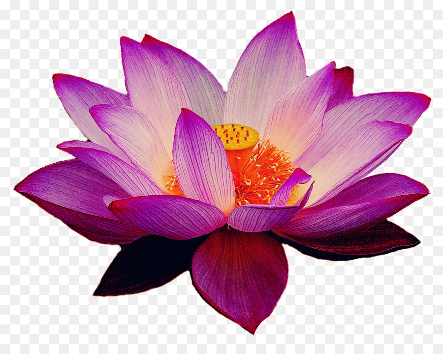 Lotus Rose，Floraison PNG