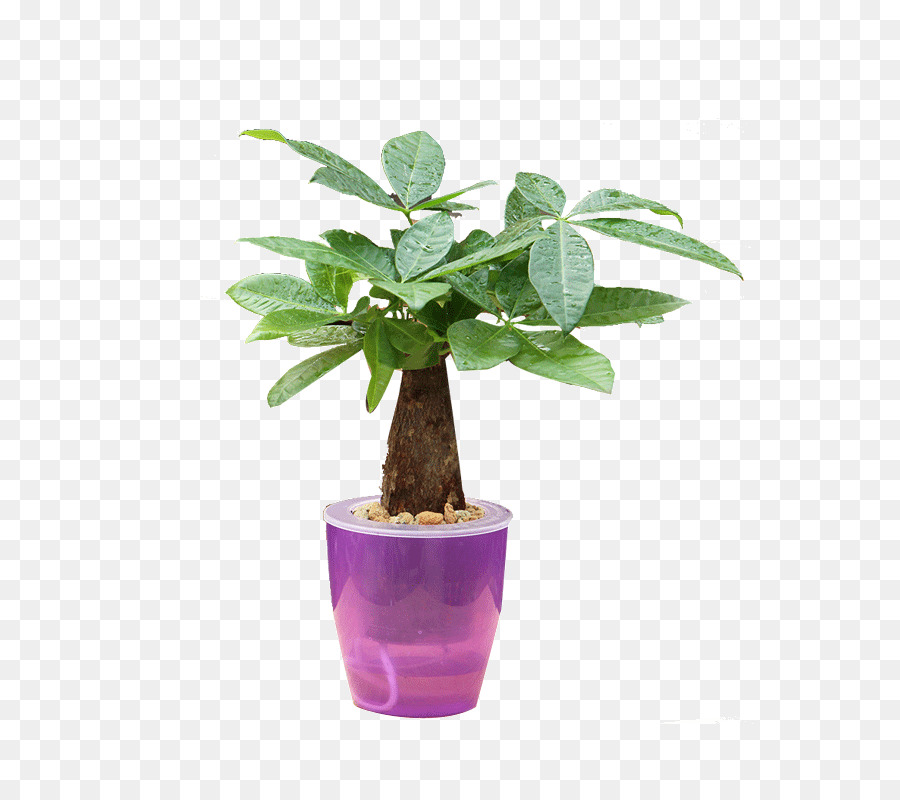 Flowerpot，Herbe PNG