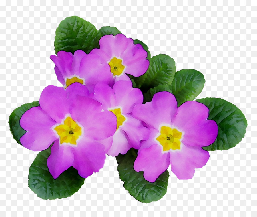 Primrose，Plante Annuelle PNG