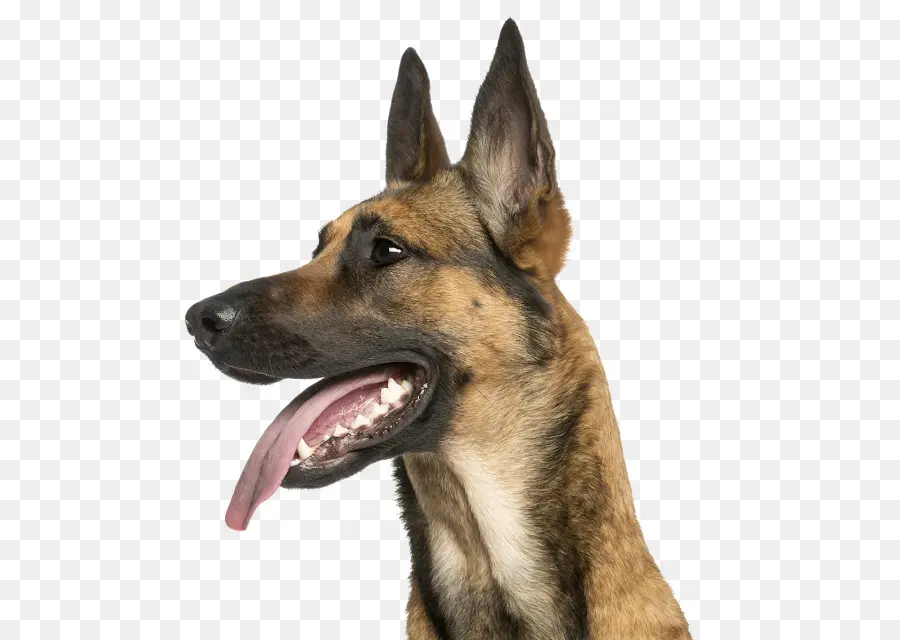 Les Malinois Chien，Berger Allemand PNG