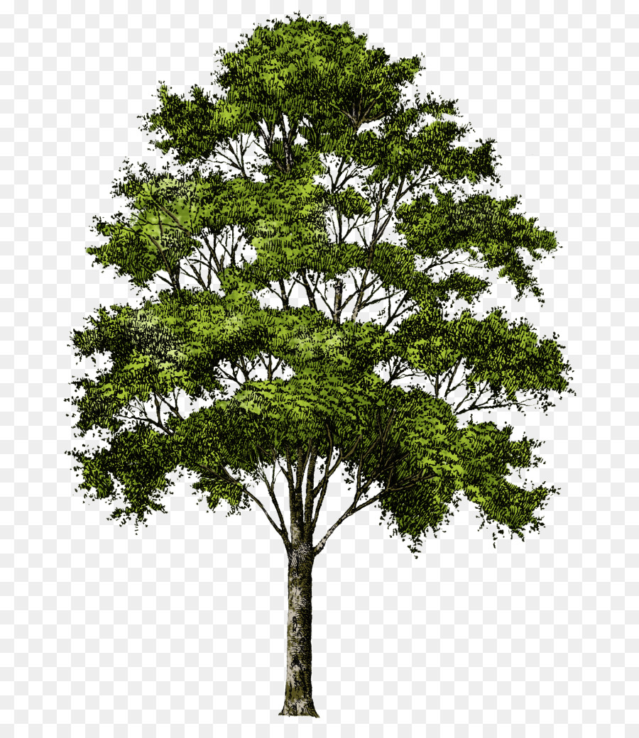 Arbre Vert，Usine PNG