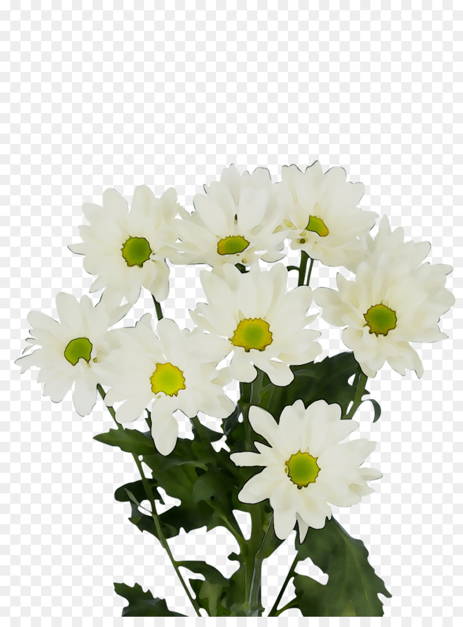 Chrysanthème，Oxeye Daisy PNG
