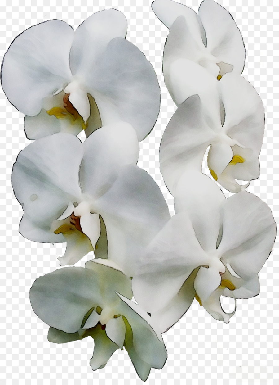 Teigne Des Orchidées，Les Fleurs Coupées PNG