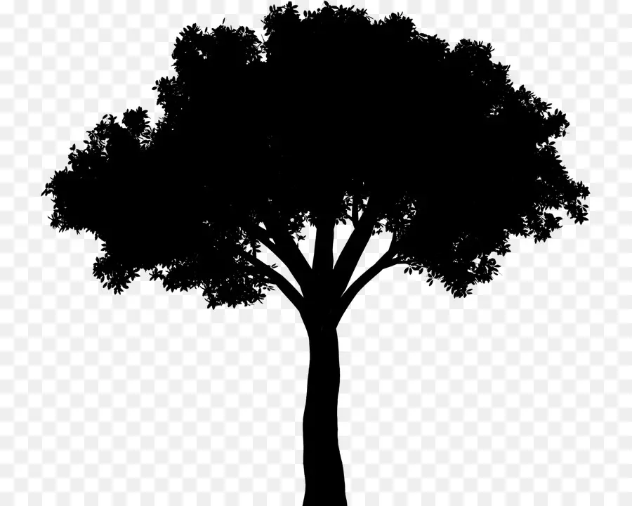 Silhouette D'arbre，Ombre PNG