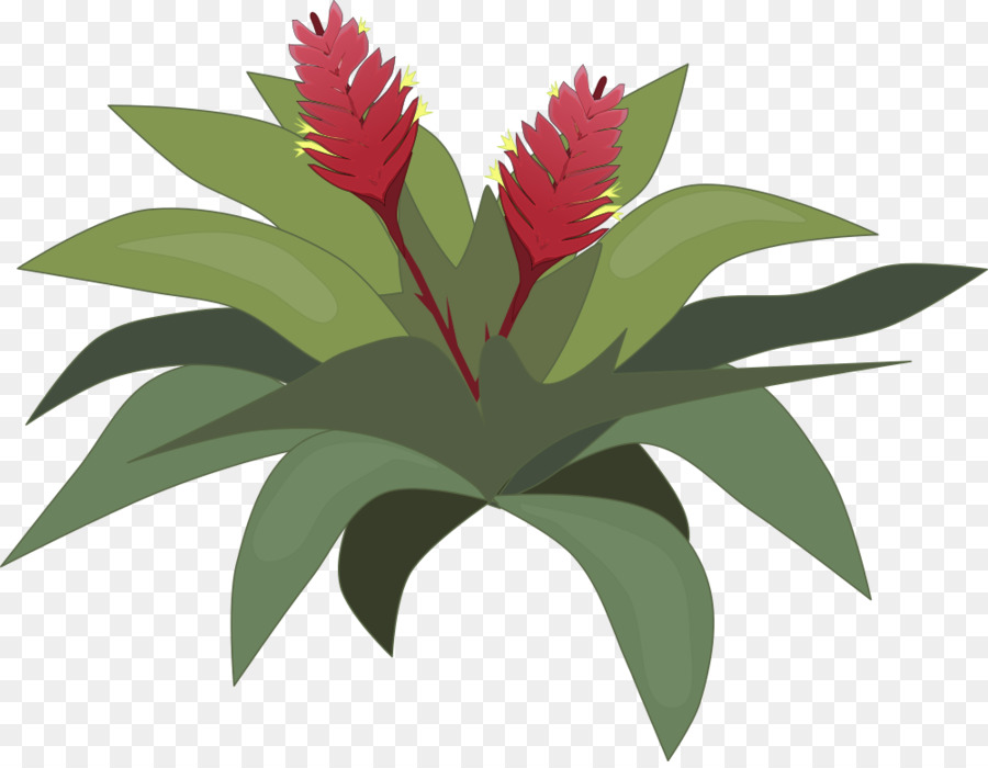 Bromelia，Dessin PNG