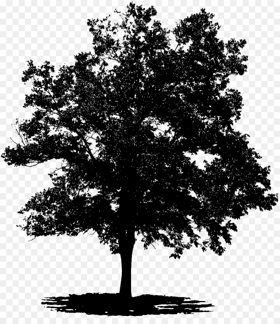 Arbre，Silhouette PNG