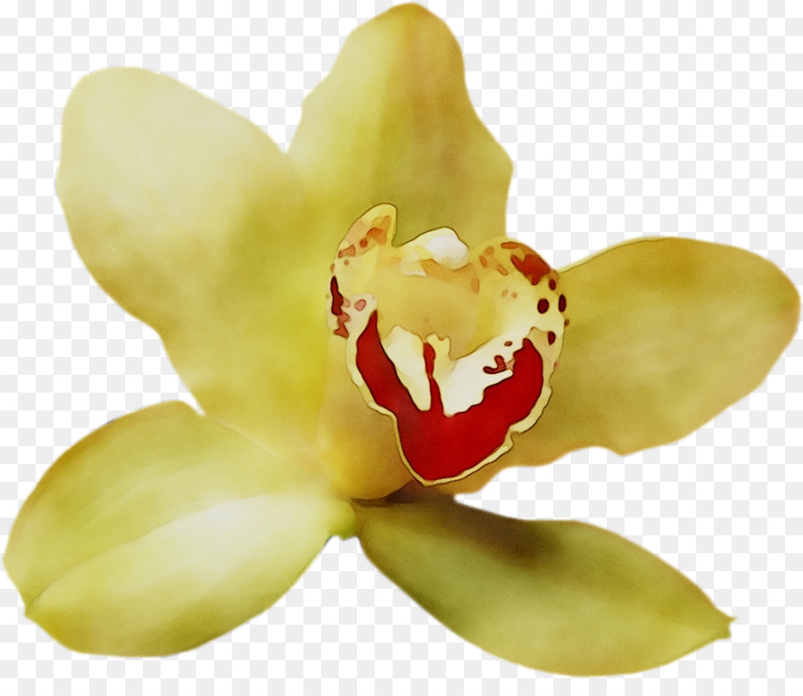 Orchidée，Usine PNG