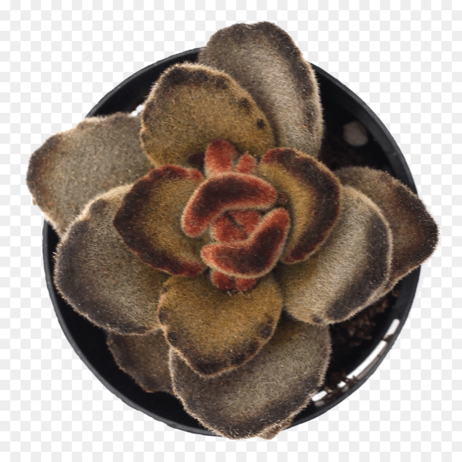 Plante Succulente，Chocolat Soldat PNG