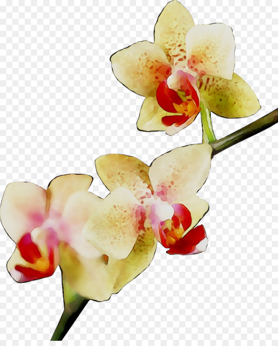 Orchidée Rouge，Usine PNG