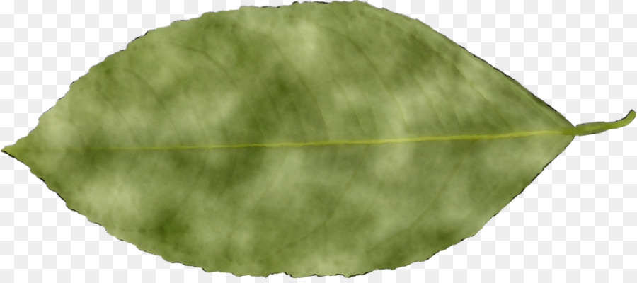 Feuille Verte，Nature PNG