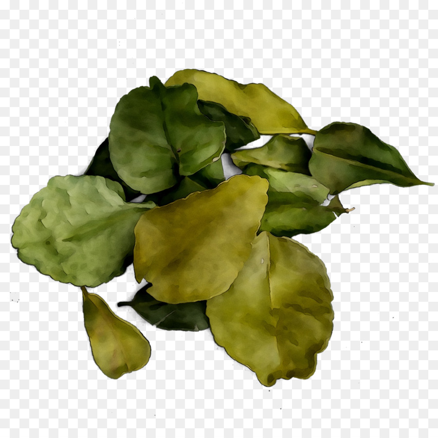 Feuille，Les Verts PNG