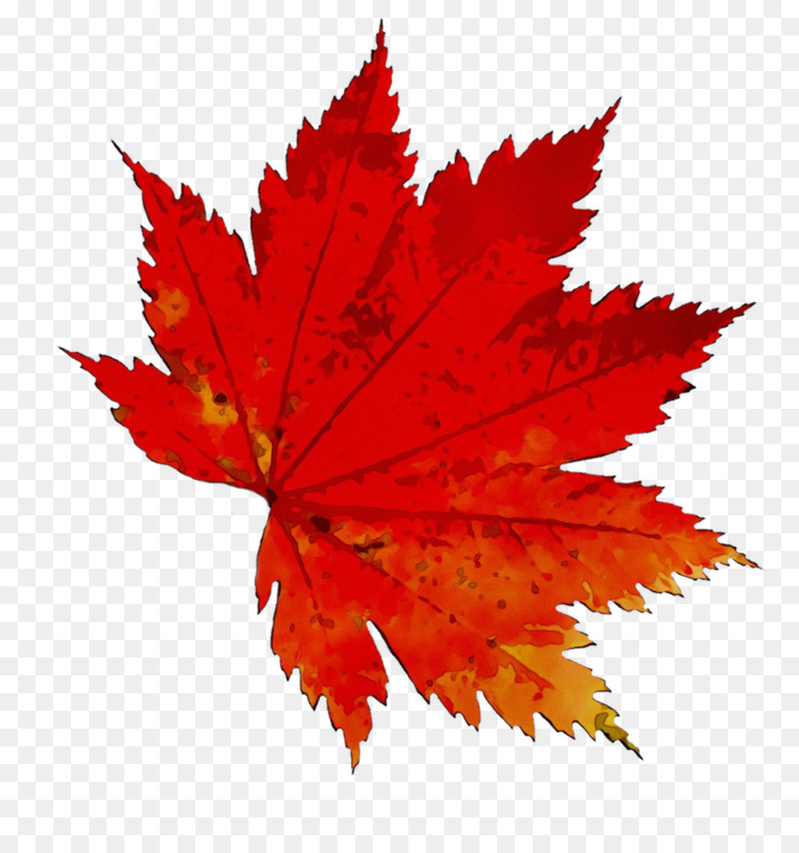 Feuilles D'automne，Automne PNG