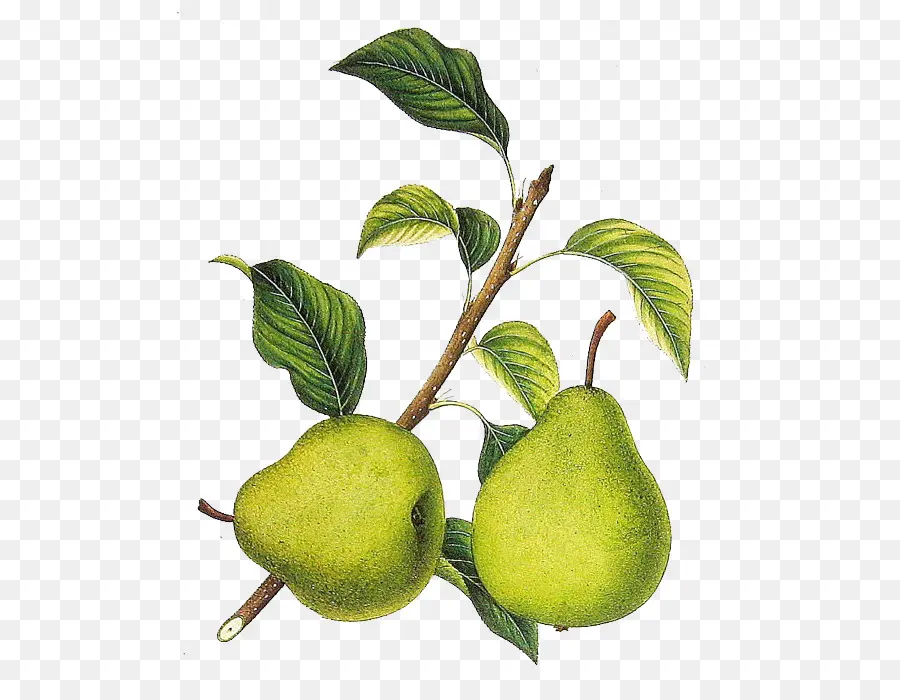 Poires，Fruit PNG