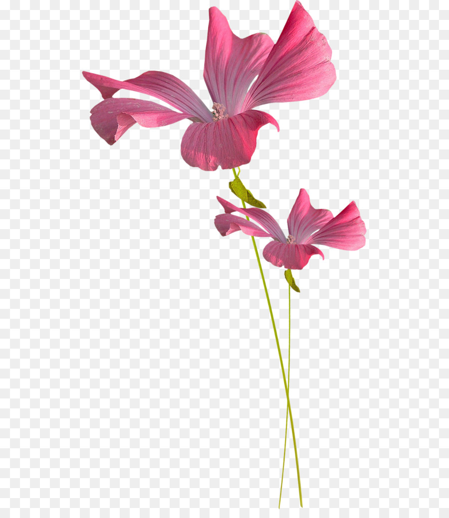 Fleur，Rose PNG