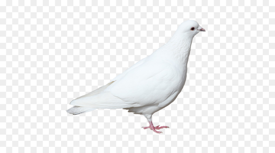 Colombe Blanche，Pigeon PNG