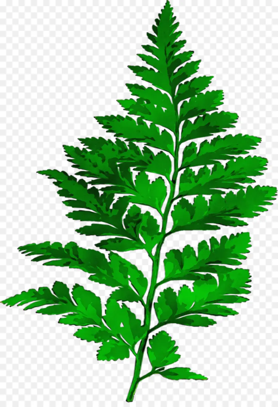 Fougère Verte，Feuille PNG