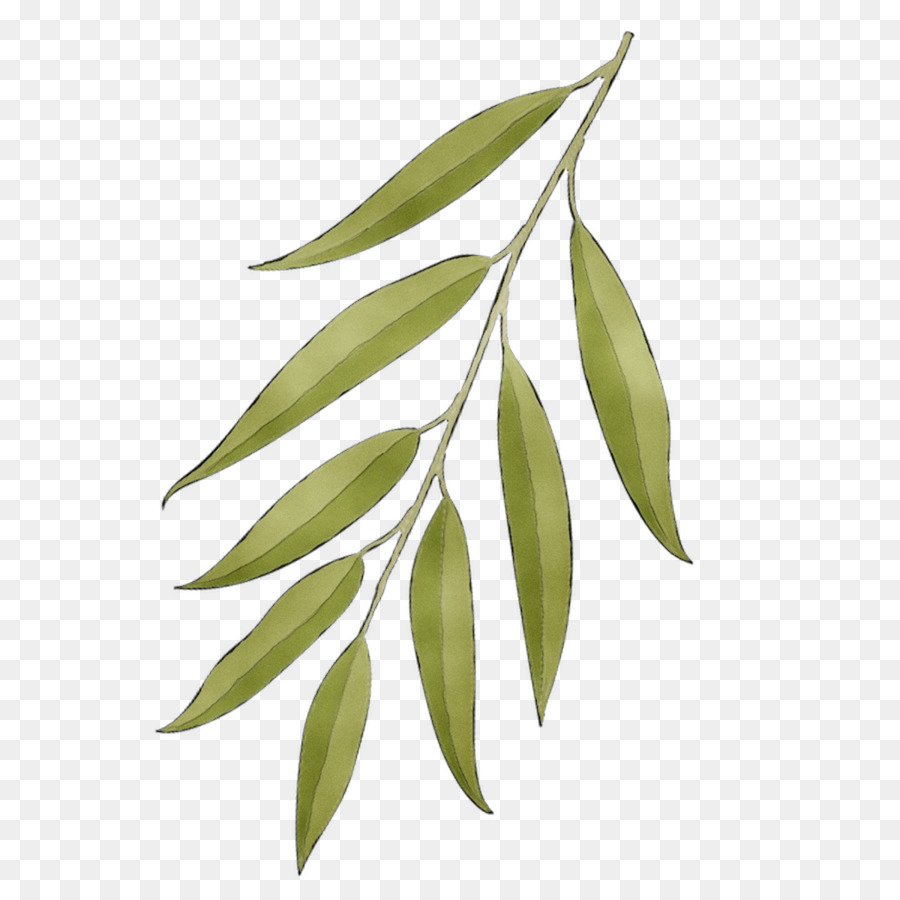 Feuilles Vertes，Feuillage PNG