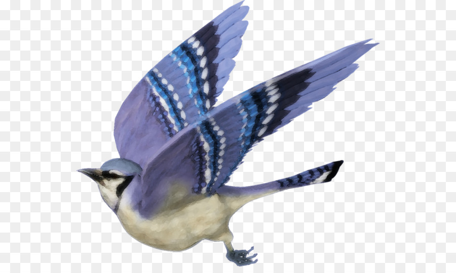 Oiseau，Toronto Blue Jays PNG