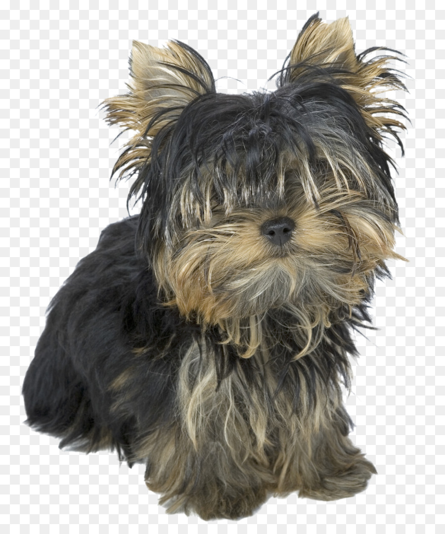 Yorkshire Terrier，Chiot PNG