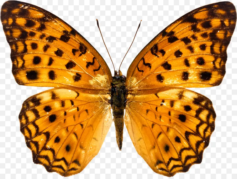 Papillon，Insecte PNG