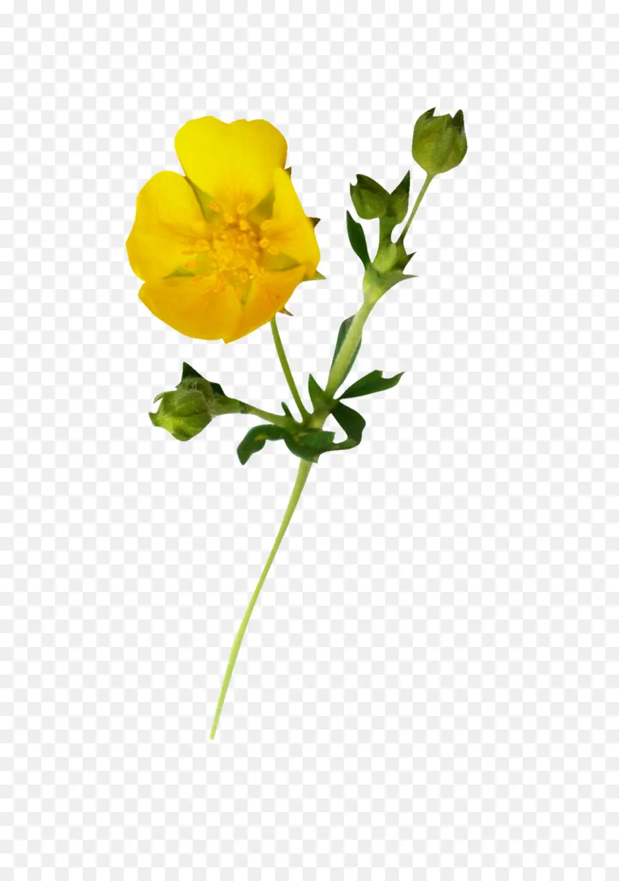 Fleur Jaune，Fleurir PNG