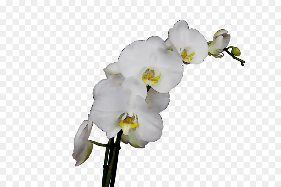 Orchidées Blanches，Fleurir PNG