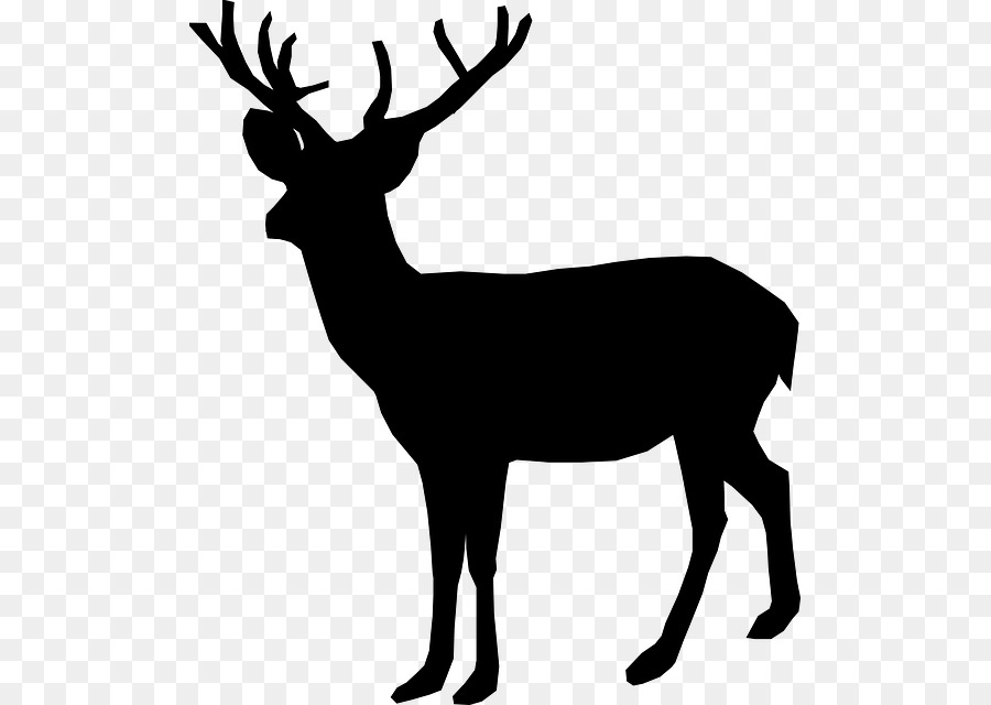 Cerf，Whitetailed Cerf PNG