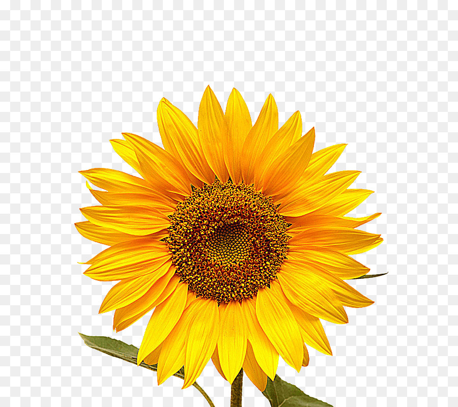 Tournesol，Fleur PNG