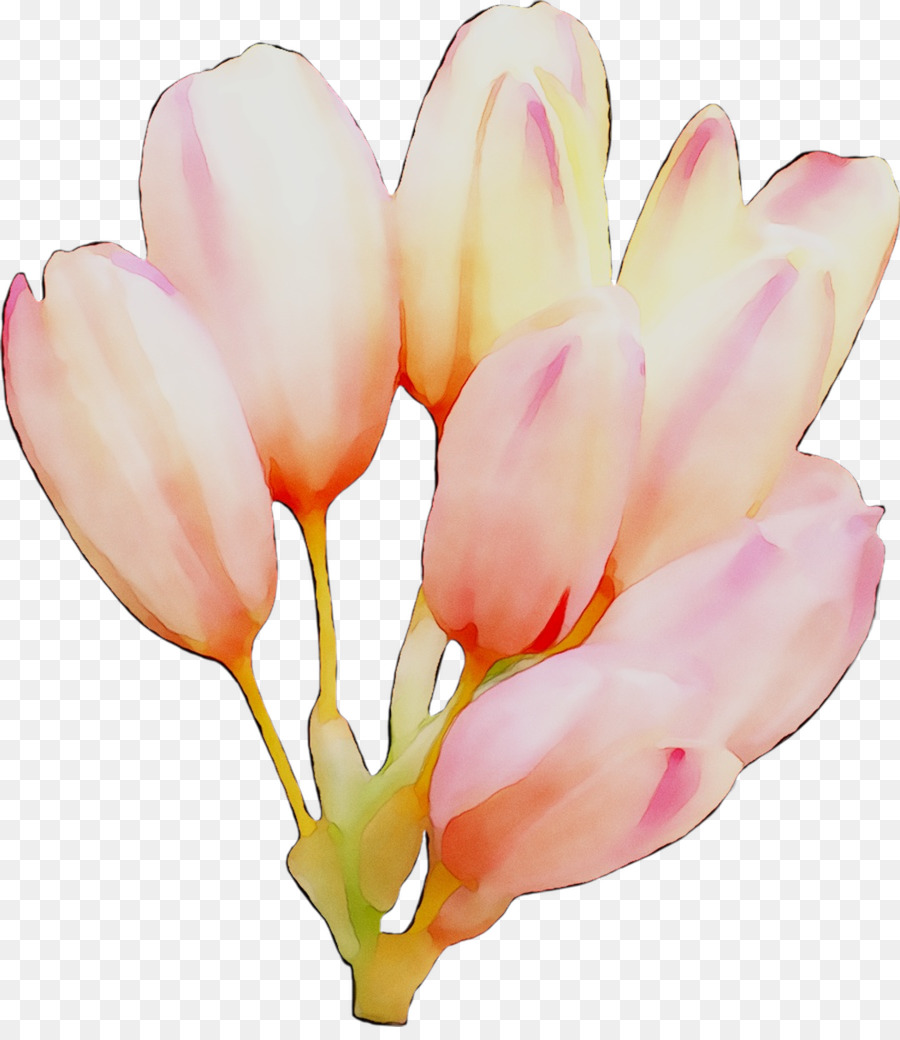 Fleur，Fleurir PNG