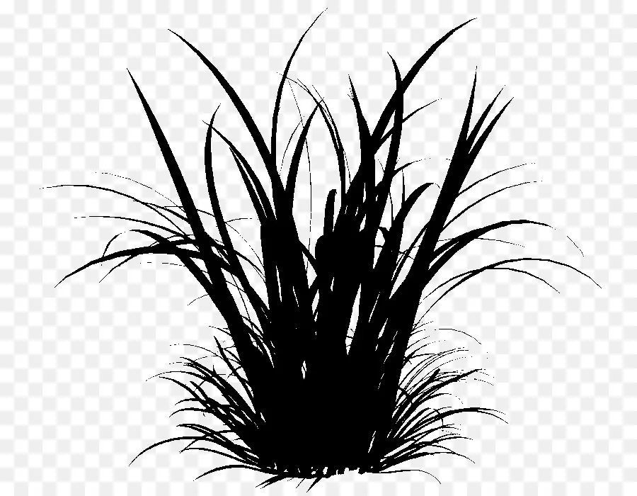 L'herbe D'ornement，Herbes PNG