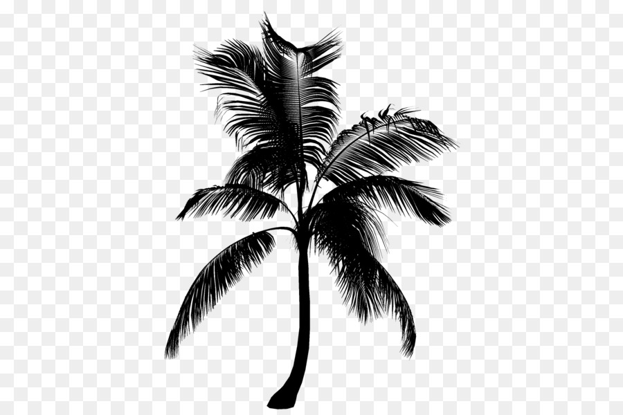 Les Palmiers，Noir Blanc M PNG