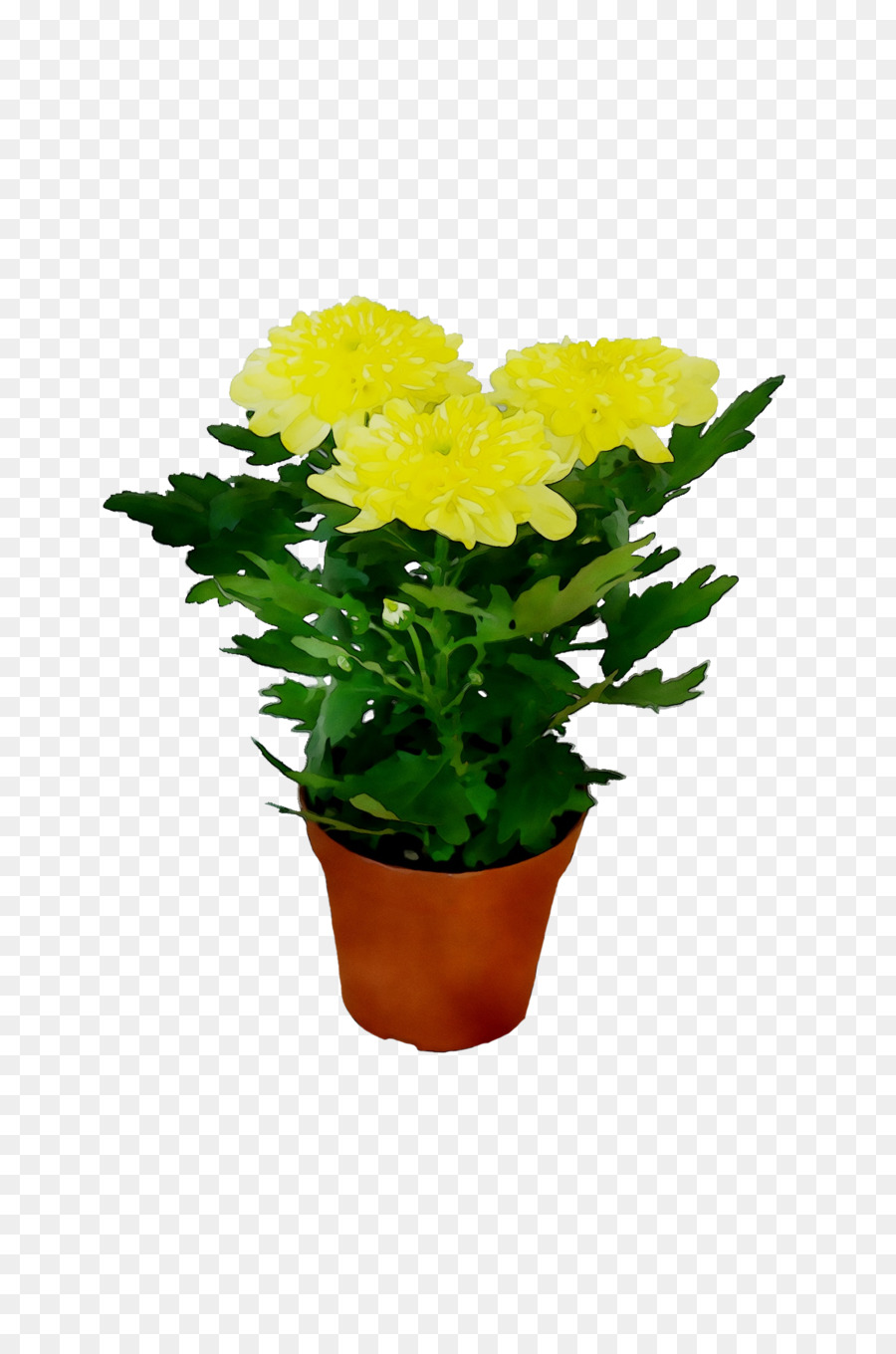 Chrysanthème，Flowerpot PNG