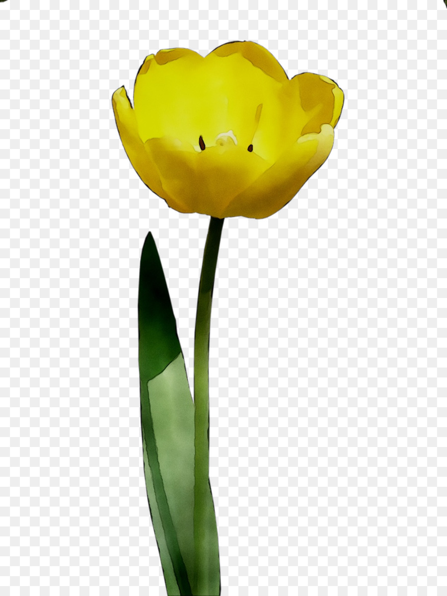 Tulipe Jaune，Floraison PNG