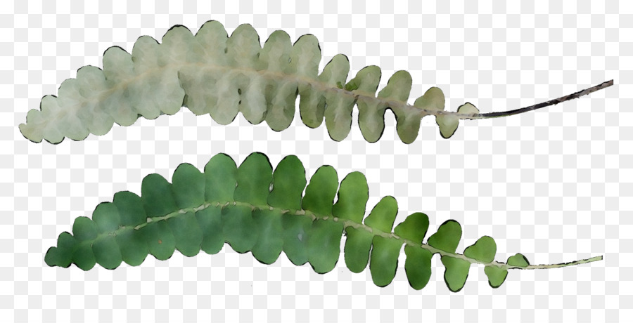 Feuille，Tige De La Plante PNG