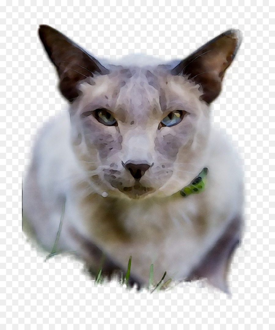 Chat，Animal De Compagnie PNG