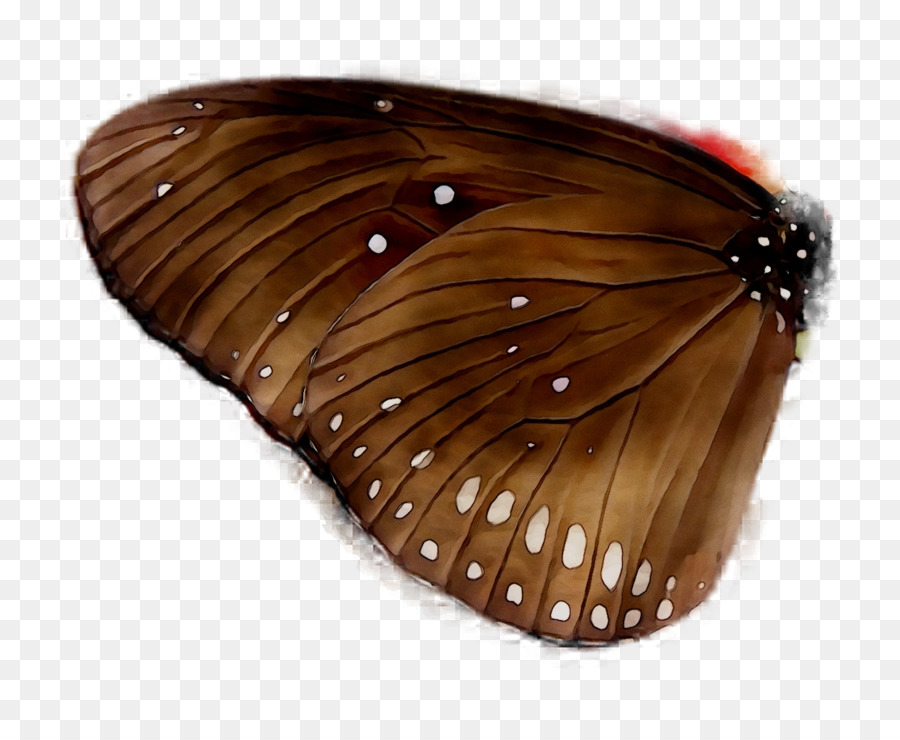 Brushfooted Papillons，Papillon PNG