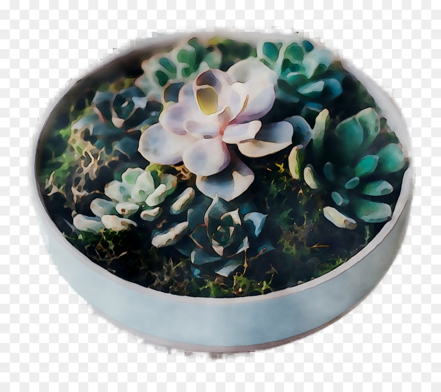 Plantes Succulentes，Cactus PNG