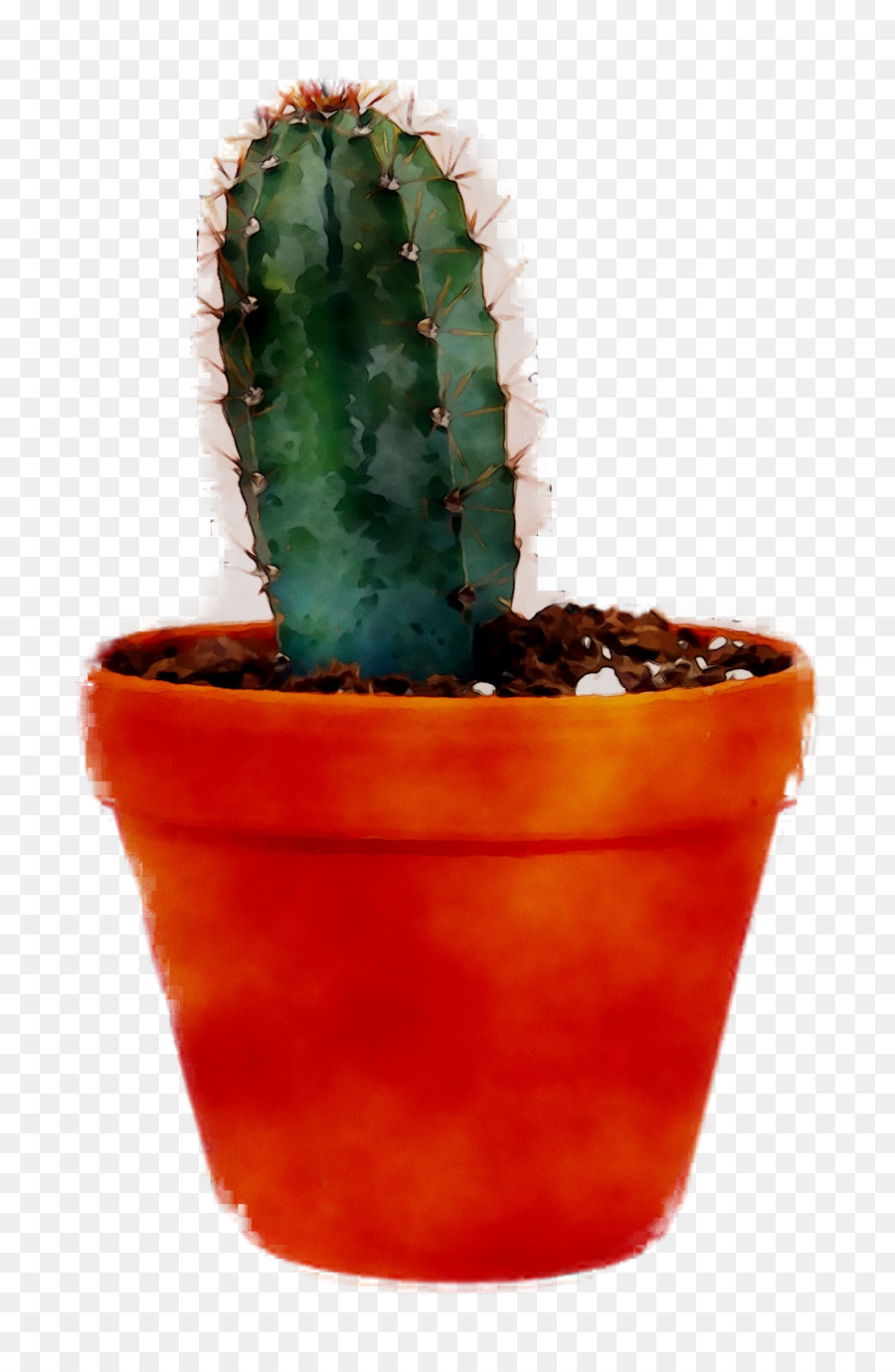 Cactus，Succulent PNG