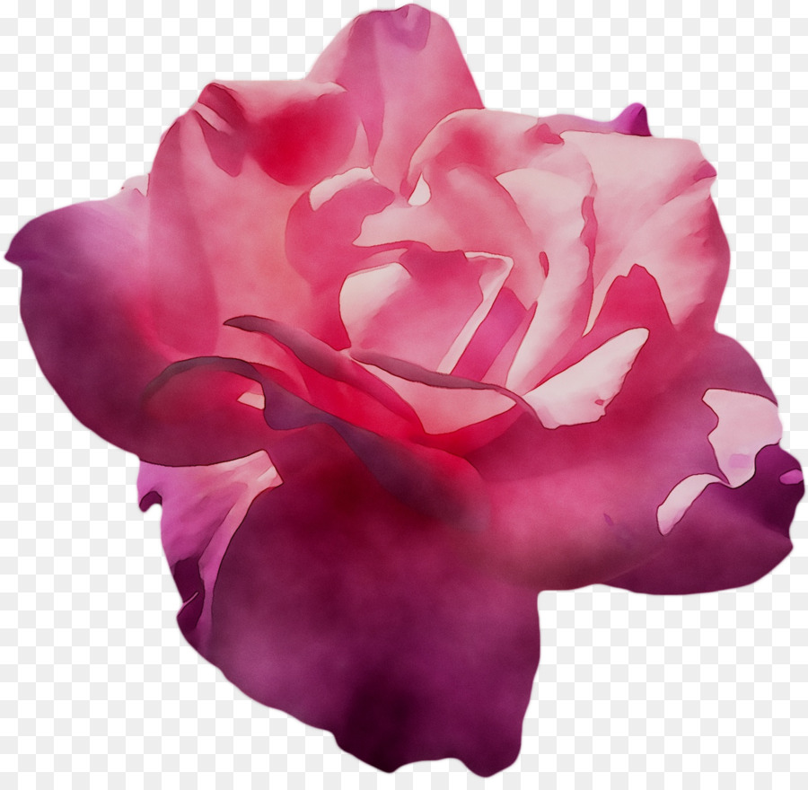 Rose En Forme De Coeur，Amour PNG