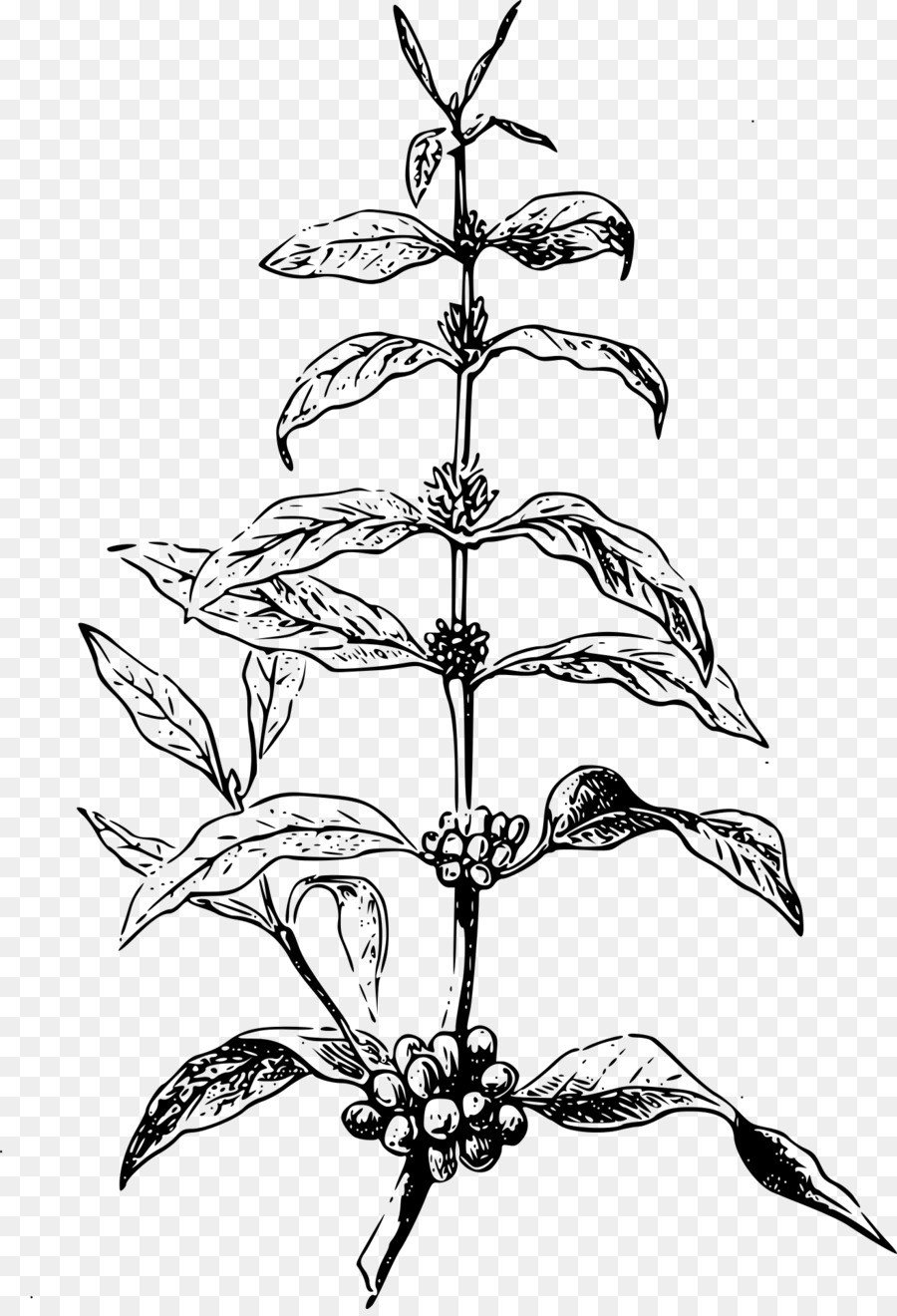 Dessin De Plante，Botanique PNG